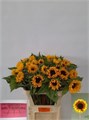 Подсолнух-Helianthus-An Ziggy--80cm 40f6c10d-4bf8-11ef-0a80-1467003688e6