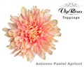 Хризантема одн-Chrysant Gr-Antonov Pastel Apricot-65cm-120gr 41068959-2bba-11ee-0a80-08e9000dbcf6