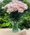 Роза куст-Rosa sp-Wangari Maathai-70cm--RS 411f63a9-d8c1-11ef-0a80-1733000f376f