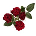 Роза куст-Rosa sp-Hot Desire-70cm-FE 412464b3-b52f-11ee-0a80-103900103833