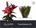 Лилия-Lilium-Ot Touchstone-100cm 412bc5f0-2bba-11ee-0a80-08e9000dbcf9