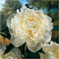 Пион-Paeonia-Duchesse Nemo-60см (IT) 4141a2b1-3fb8-11f0-0a80-09090038ed26