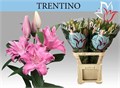 Лилия-Lilium-Or Trentino--95cm 414a318f-5bf7-11f0-0a80-0ccf00457c70