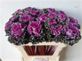 Брассика-Brassica-Crane Ru Red--70cm 41658bbb-539b-11ed-0a80-0129003b701c
