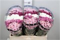 Хризантема сант-Chrysant sant-Mix Blossom-55cm-110gr 41827c55-17cb-11ed-0a80-00b3002390e4