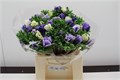 Анемон-Anemone-Z Mistral Lichtblauw-45cm 419553db-5e86-11ed-0a80-0008007a6483