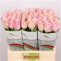 Роза-Rosa-Gr Heidi!-40cm 419b9a32-bfa5-11ec-0a80-0b4c0007c214