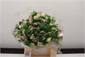 Анемон-Anemone-Z Mistrl Wh Bordato-45cm 41ab4f47-5e86-11ed-0a80-0008007a648c