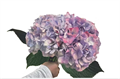 Гортензия-Hydrangea-Kashmir Jumbo-FE 41b2c3e5-469b-11f0-0a80-1b810002acf5