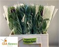 Фритилярия-Fritillaria-Persica--60cm 41b5153b-03fc-11f0-0a80-01d00010714c