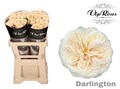 Роза-Rosa-Gr Darlington-60cm 41c8f119-bfa5-11ec-0a80-0b4c0007c23a