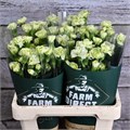 Гвоздика куст-Dianthus tr-Tuparro-60cm 41fed503-2968-11ef-0a80-119b00206e1a