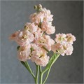 Маттиола куст-Matthiola sp-Albaricoque--70cm-IS 420bb5bf-8af5-11ee-0a80-07f9004ca153