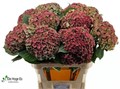 Гортензия-Hydrangea-M Beau Luxor Cl--80cm 420da3f3-b97a-11f0-0a80-1b92002e20a2