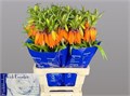 Фритилярия-Fritillaria-Im Orange Beaut-75cm 077e04e7-df03-11ee-0a80-0ce800324197