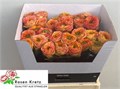 Роза-Rosa-Gr Gr Island Samoa--60cm 420ff362-bfa5-11ec-0a80-0b4c0007c27d