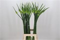 Аллиум-Allium-Cepa Judith-95cm 421992c7-2968-11ef-0a80-119b00206e23