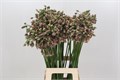 Аллиум-Allium-Nectaroscordum Siculum-75cm 421cd958-2968-11ef-0a80-119b00206e26