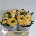 Роза-Rosa-Gr Golden Vuvuzela-50cm 42232729-bfa5-11ec-0a80-0b4c0007c291