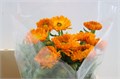 Календула-Calendula-Green Spot Or-50cm 4227e0c3-2968-11ef-0a80-119b00206e29