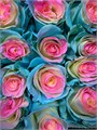 Роза-Rosa-Jelly Fish-60cm-BR 4245a6df-4613-11ed-0a80-0924000655c1