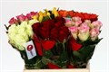Роза-Rosa-Gr Gem In Fust-50cm 424a498b-bfa5-11ec-0a80-0b4c0007c2b7