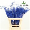 Аспарагус-Asparagus-Extra Veren Blue 65-GW 425a4543-d125-11f0-0a80-0f070015ab12