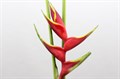 Геликония-Heliconia-Richmond-80cm 07863069-bfa5-11ec-0a80-0b4c000787bd