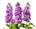 Маттиола-Matthiola-Lavanda-70cm-AO 4263e125-e566-11ef-0a80-08230010f743
