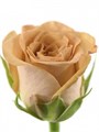 Роза-Rosa-Gr Cappuccino-50cm 42652cca-bfa5-11ec-0a80-0b4c0007c2d3