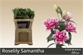 Лилия-Lilium-Or Du Rl Samantha-75cm-55gr 4287f877-373f-11ee-0a80-04f300037052