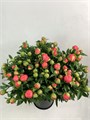 Пион-Paeonia-Pink Hawai-CE 428eddd5-0c00-11f0-0a80-0c490030e79d