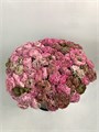 Ранункулус-Ranunculus-Pon Pon Light Pink Ex-CE 4291c77d-0c00-11f0-0a80-0c490030e7a0