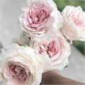 Садовая Роза-Garden Rosa-Tsumugi-50cm-Af 078b165f-bfa7-11ec-0a80-0b4c00093a3a