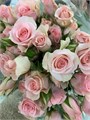 Роза куст-Rosa tr-Aries-40 cm 429ba88b-fe0f-11ed-0a80-0db00032ca92