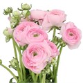 Ранункулус-Ranunculus-Cloni Confetto Ex-CE 429bee5b-0c00-11f0-0a80-0c490030e7ac