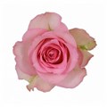 Роза-Rosa-Sweet Unique-50cm--IS 42a5ecc7-f522-11f0-0a80-0e40002ff1c0