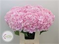 Гортензия-Hydrangea-M Mariama Pink--80cm 078f68a5-22ec-11ed-0a80-0d4e00126a4a