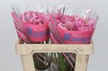 Ранункулус-Ranunculus-Maillane Xxl-50cm-45gr 0056470e-ce3b-11ed-0a80-10030009eb14