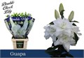 Лилия-Lilium-Du Guapa-90cm 42b0b388-5e86-11ed-0a80-0008007a64a1