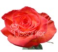 Роза-Rosa-High&Orange-60cm-IS 42b1cdf4-cc56-11ec-0a80-0e210066d1a2