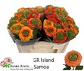 Роза-Rosa-Gr Island Samoa-60cm 42cf907f-bfa5-11ec-0a80-0b4c0007c333