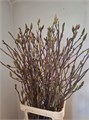 Магнолия-Magnolia-Ov-120cm 07935f55-df03-11ee-0a80-0ce80032419d