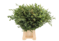 Эвкалипт-Eucalyptus-Parvifolia-GW 42e1aed9-dea8-11ed-0a80-102b000cf8f9