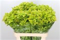 Чойсия-Choisya-Te Lemo Lime-80cm-GW 42e779bd-bfa6-11ec-0a80-0b4c0008aa9a