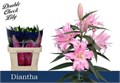 Лилия-Lilium-Du Diantha L.rose-85cm-51gr 42f19044-5e86-11ed-0a80-0008007a64a6