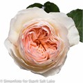 Садовая Роза-Garden Rosa-Julietta Single-53cm-Ti 430f5c54-401d-11ef-0a80-16070006b9d2