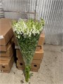 Антирринум куст. белый (Краснодар) 43140d38-5b20-11f0-0a80-0683002dcd13