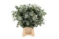 Эвкалипт-Eucalyptus-Cinerea-70cm-300gr 432e23af-bfa6-11ec-0a80-0b4c0008aad2