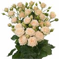 Роза куст-Rosa sp-Tarnya--50cm-RS 433b304d-e911-11ee-0a80-16b7001ebeab